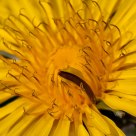 Hooked on Yellow